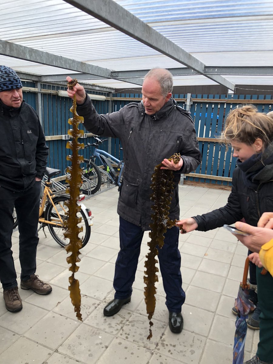 Suikerwier bij t NIOZ in Yerseke, in 1 winterseizoen 1.80 m gegroeid.  Vol eiwitten, geen gif nodig, geen kunstmest, alleen zeewater. #regiotour