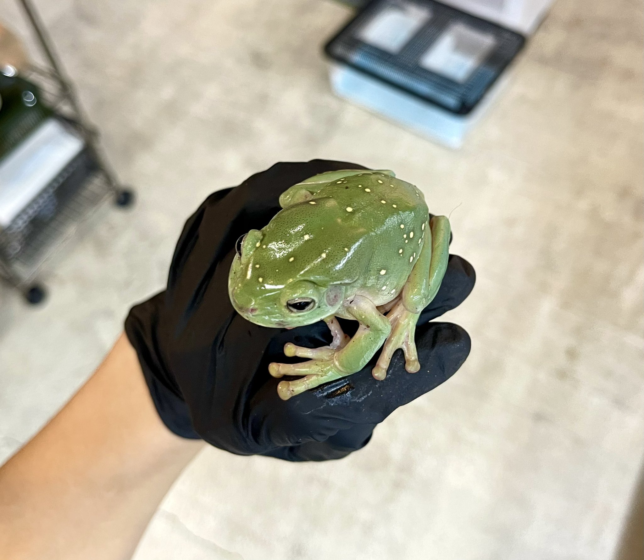 爬虫類ショップAxanthic【公式】 on X: 