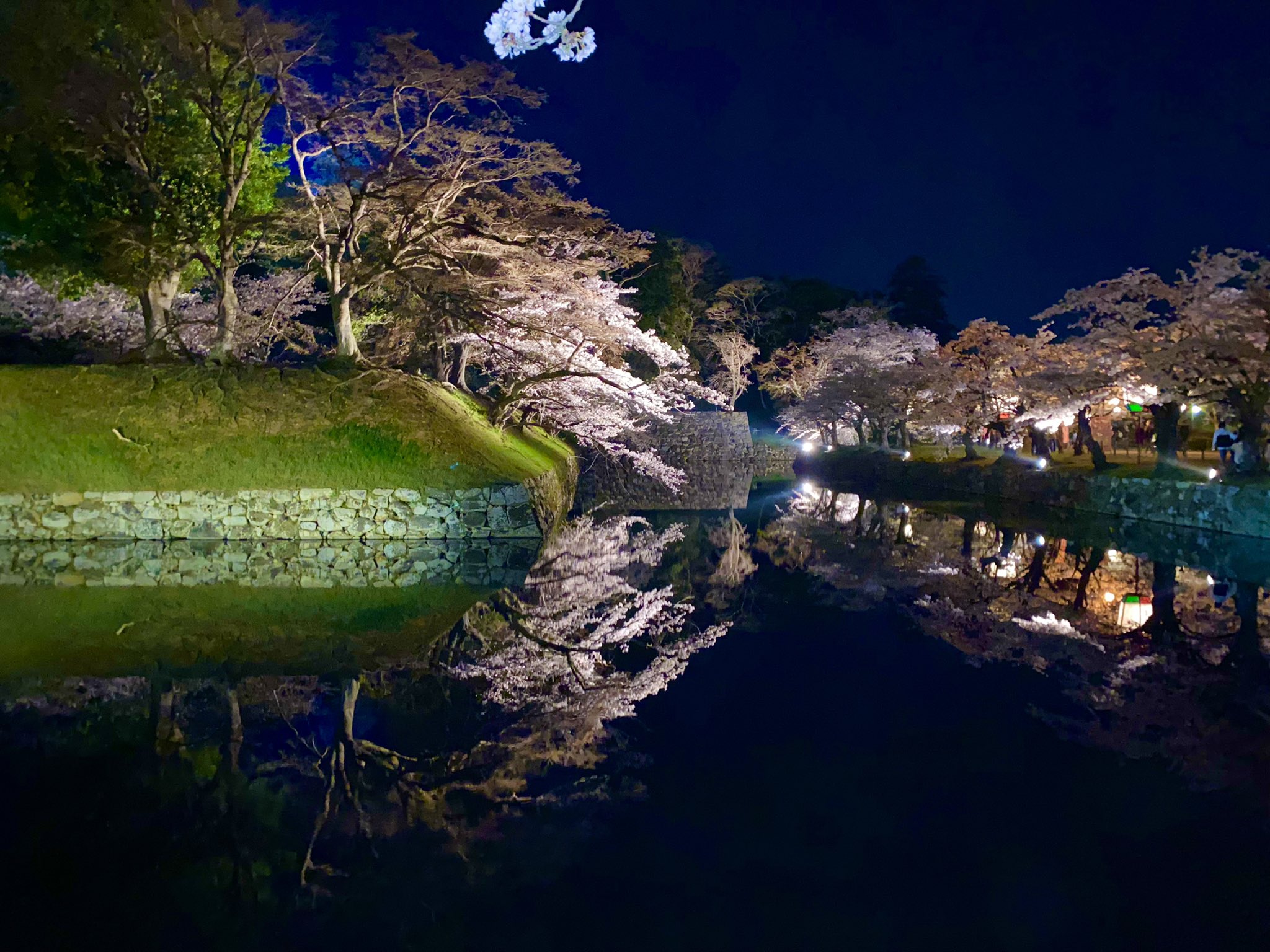 彦根城桜 Twitter Search Twitter