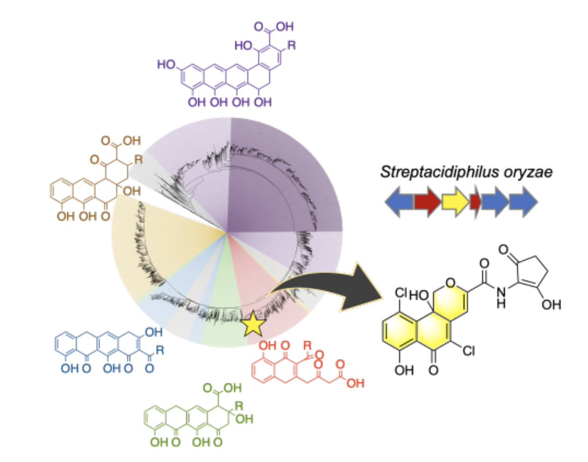 EnzymeChemistry's tweet photo. Investigation of the Molecular Landscape of Bacterial Aromatic #Polyketides by Global Analysis of Type II #PolyketideSynthases by Shanchong Chen, Chi Zhang, Lihan Zhang in @angew_chem https://t.co/UtHNTZQkH7 https://t.co/DcaT3lTBEZ