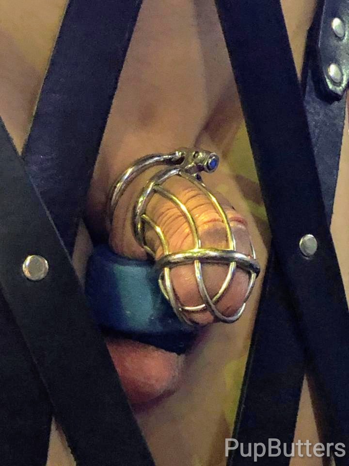 RubberButters's tweet photo. Some close-up shots of my front and back, while I was tightly bound in the leather suspension cage at @MrSLeather and sweating underneath my rubber pup hood. It was such a hot experience! 🤤🔥😈 https://t.co/wQKHLpKKZO