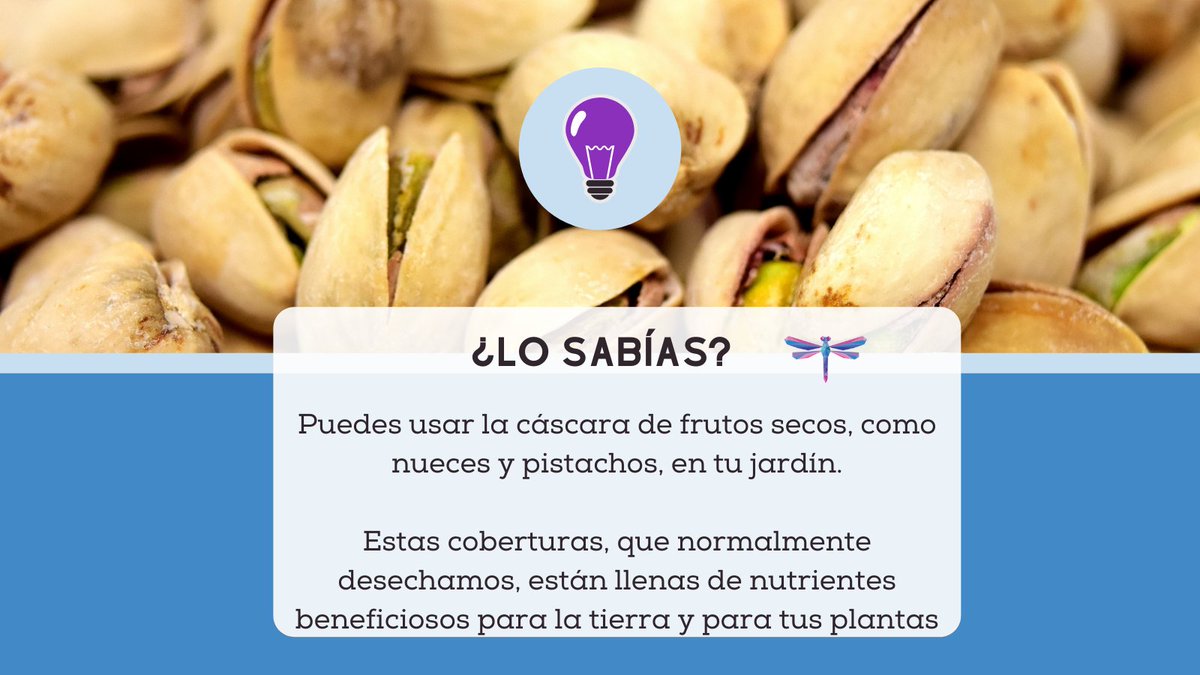 fungesaorg's tweet photo. Recuerda: Si tienen sal agregada, lávalas con abundante agua y déjalas secar antes de ponerlas en la tierra 
#GeneracionesSanas #NutrientesNaturales #Losabias https://t.co/Ohc7vhU6nB