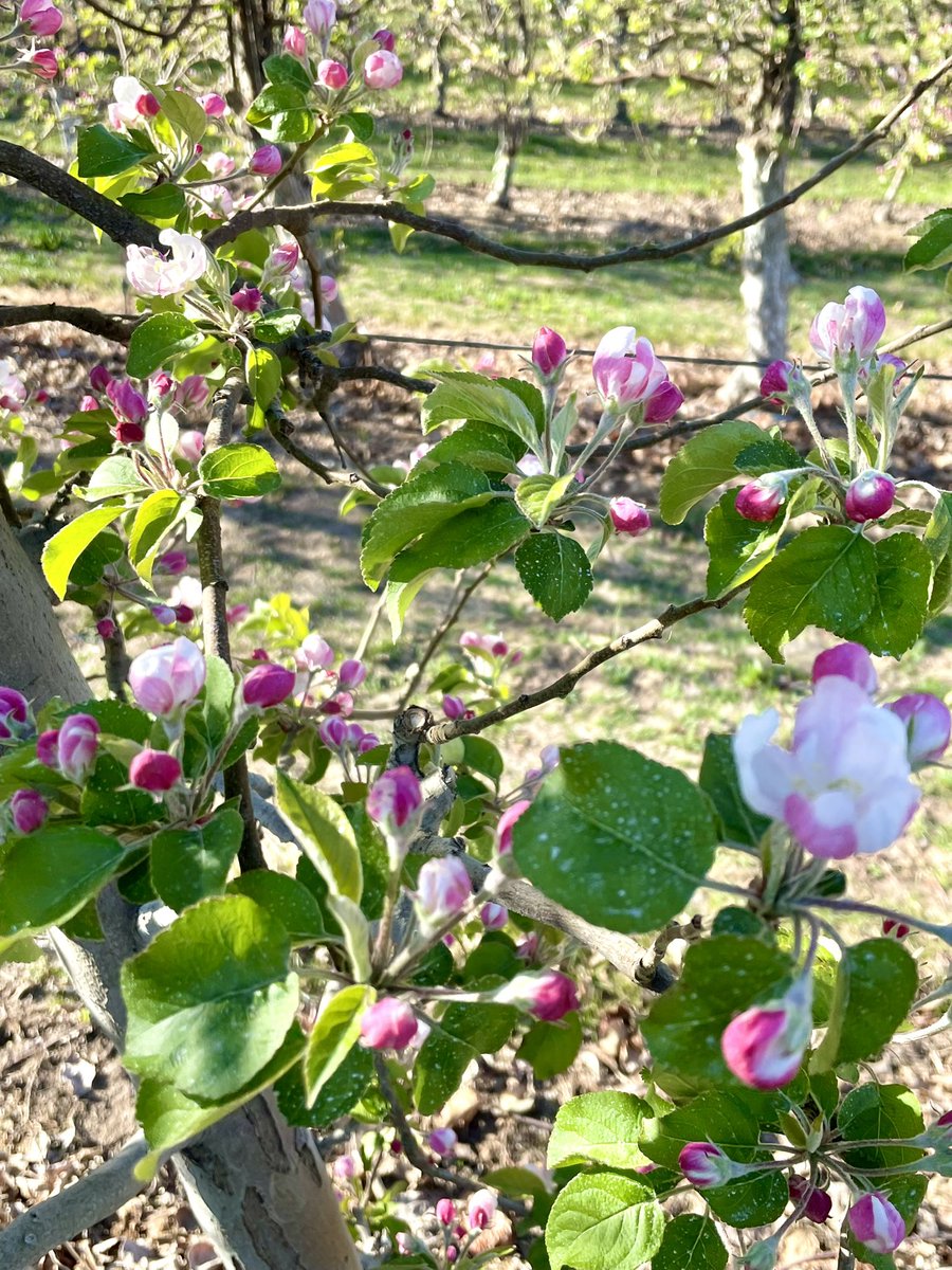Our Pink Lady crop beginning to look pretty in pink 🌸 #bloom #spring #TheFarmComesFirst #springtime #blossom
