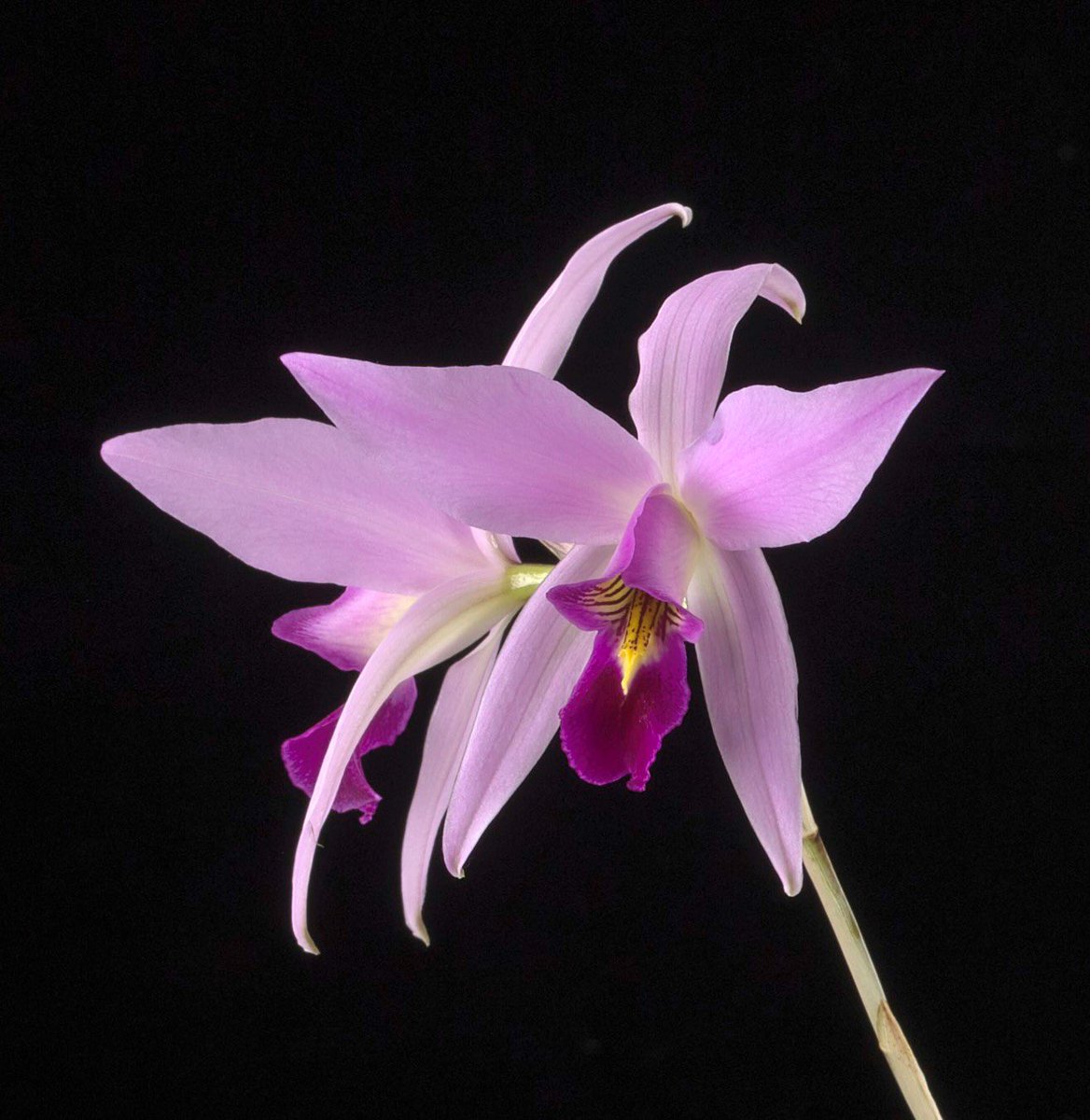 Pale purple orchid with a yellow center