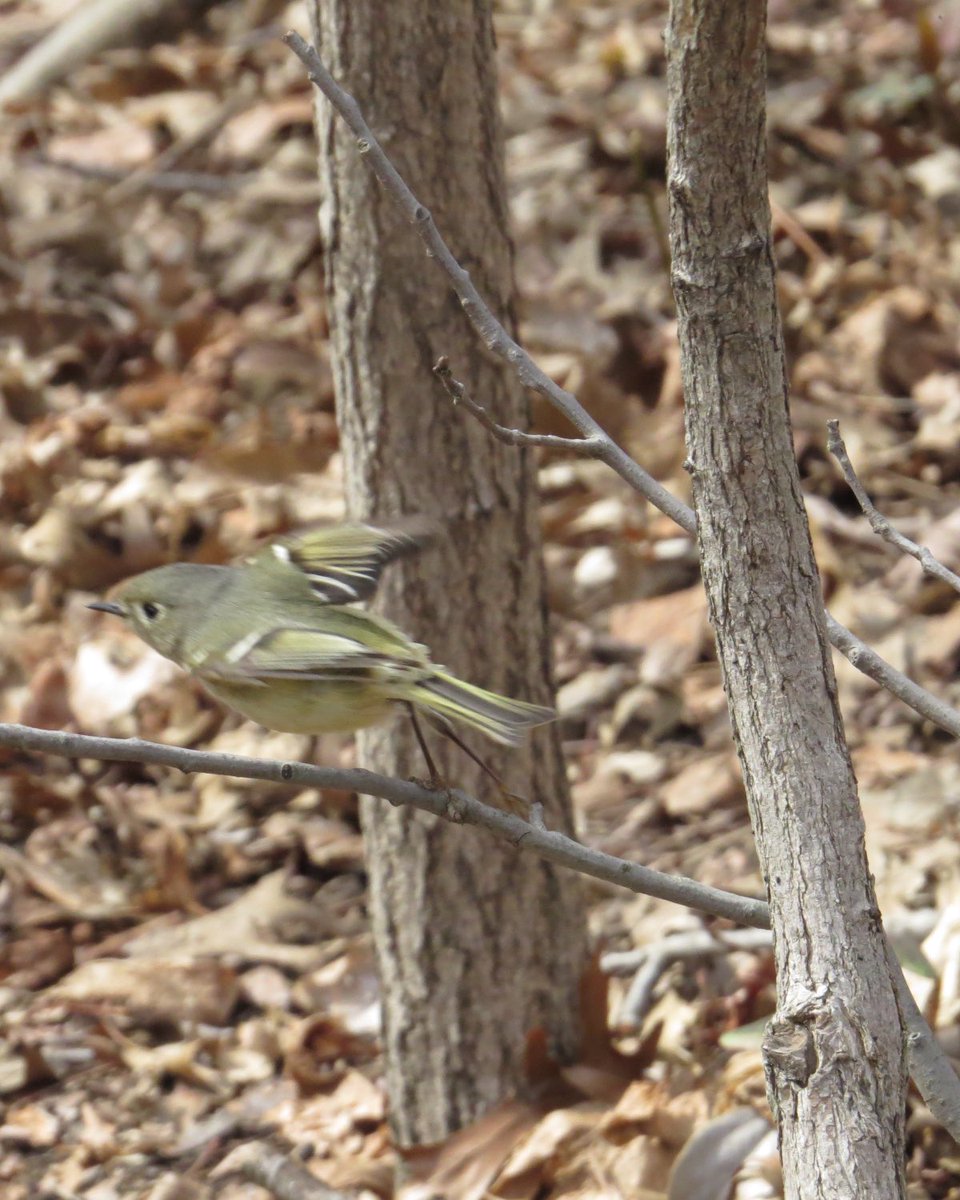 koolshark2's tweet photo. Noticed the #rubycrownedkinglets have started to arrive at #CentralParkNYC these couple of days. Soon Iโd be wishing there arenโt so many of them distracting me from warbler watching. #birding #nyc #springmigration https://t.co/F4Xr79APkg