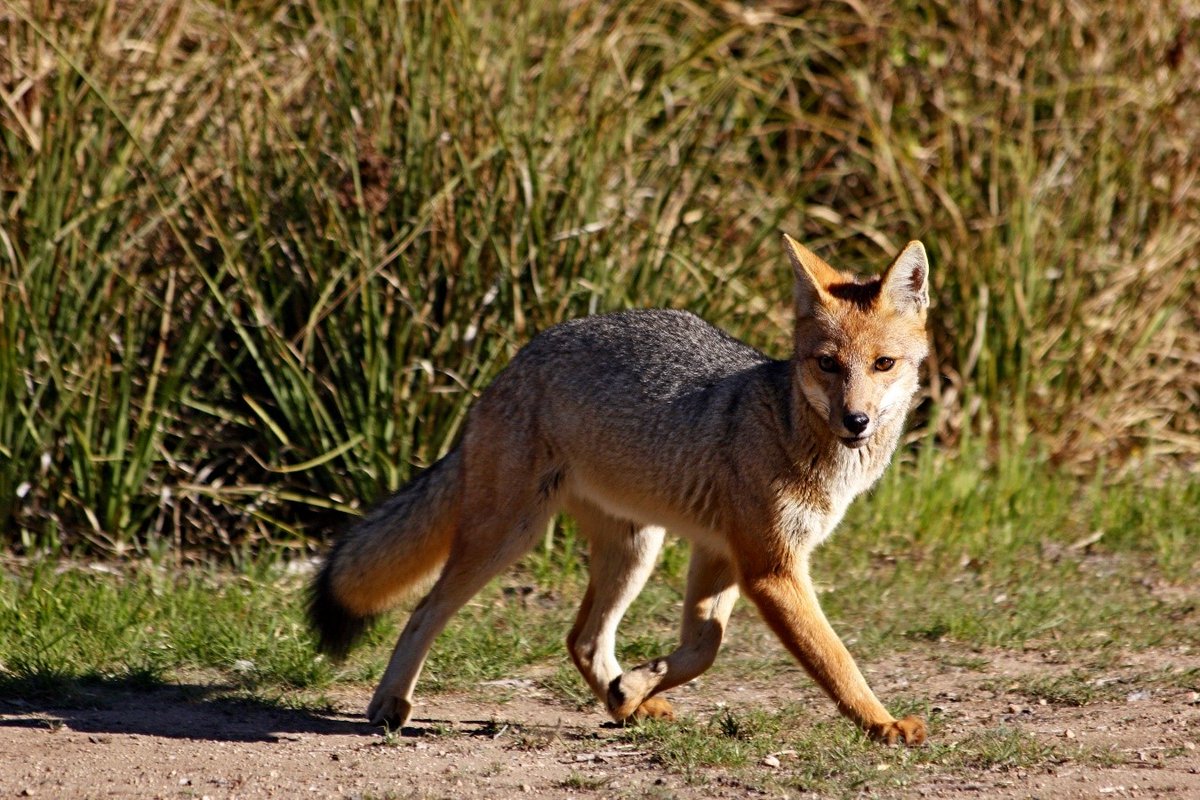 📌🦊SMA dicta instrucción para reporte estandarizado de componente de biodiversidad, cuyo objetivo principal está orientado a estandarizar los datos remitidos por los titulares en el marco del seguimiento de variables ambientales asociadas al componente #biodiversidad 🧵👇🏻