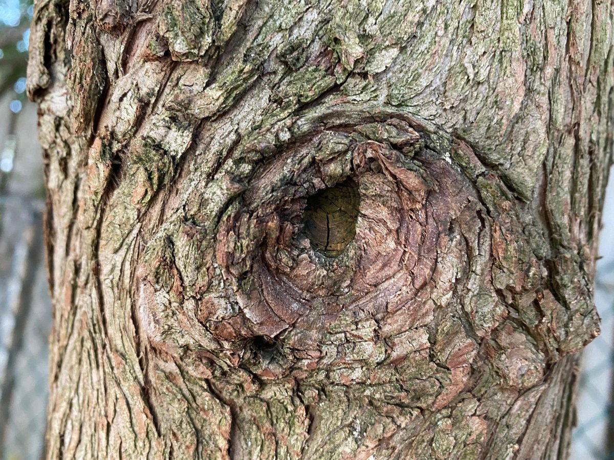 McLennan1977's tweet photo. Some of the richest #math learning #outdoors requires no prep or materials. 

Our students spend much time noticing and wondering about the trees - how tall they are, what they feel like, and what creatures might live within them.

#Nature is filled with wondrous #maths!

#onted https://t.co/FcfIJjxmRG