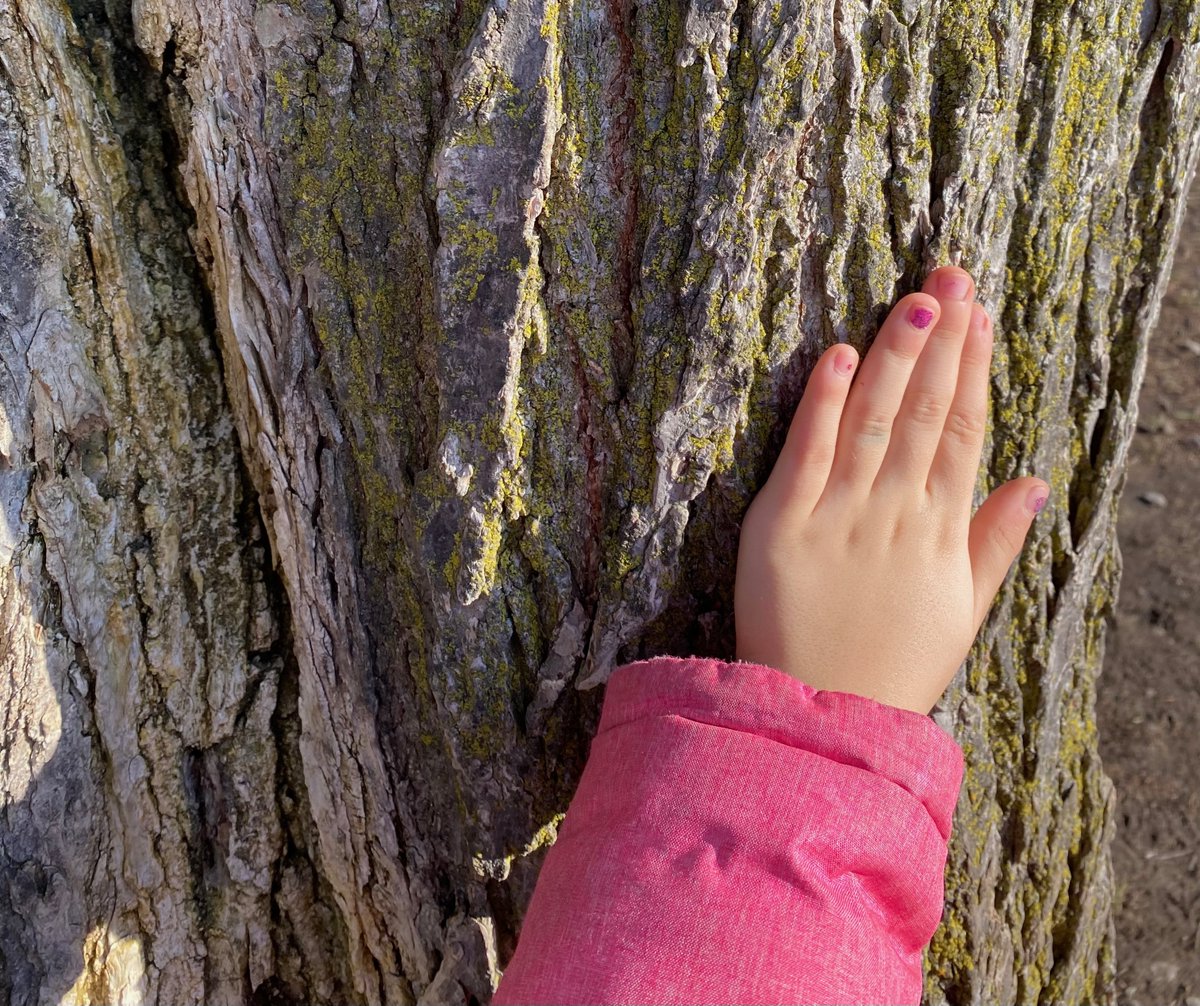 McLennan1977's tweet photo. Some of the richest #math learning #outdoors requires no prep or materials. 

Our students spend much time noticing and wondering about the trees - how tall they are, what they feel like, and what creatures might live within them.

#Nature is filled with wondrous #maths!

#onted https://t.co/FcfIJjxmRG