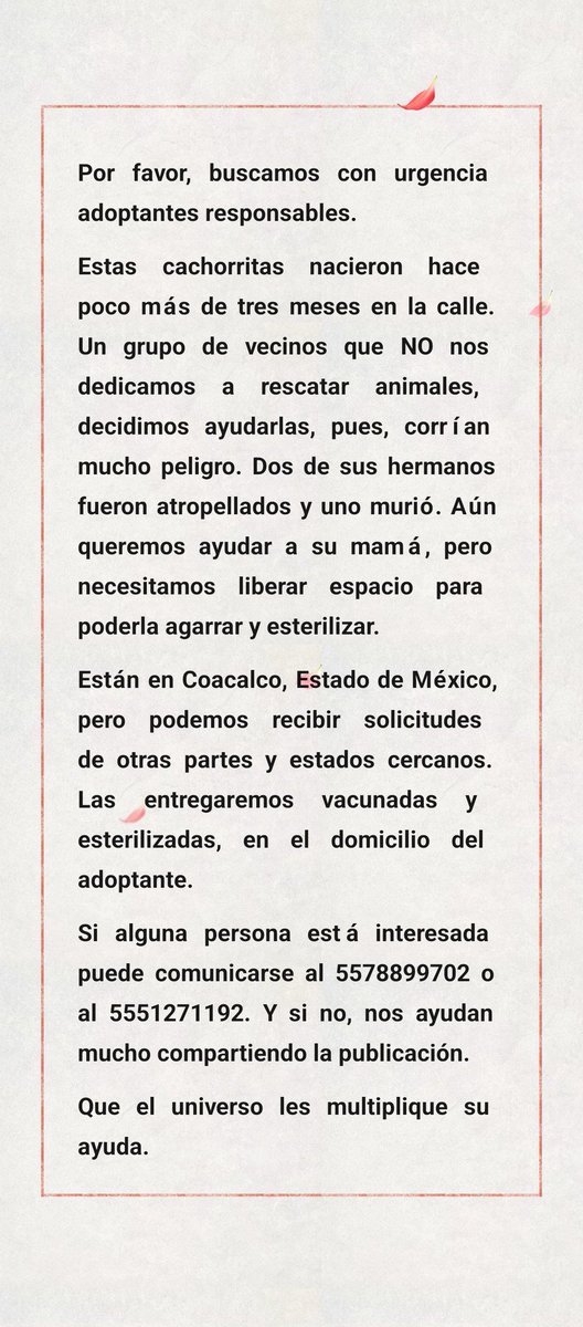 Jesus_Islas's tweet photo. Por favor, ayúdenme a compartir para encontrarle familia a estas cachorritas. Se nos acaba el tiempo del hogar temporal y no sabemos qué vamos a hacer. Aún nos falta salvar a la mamá y esterilizarla.

Están en Coacalco, Edomex, pero recibimos solicitudes de otros lugares 🙏🙏🙏 https://t.co/6i5cKINN2N