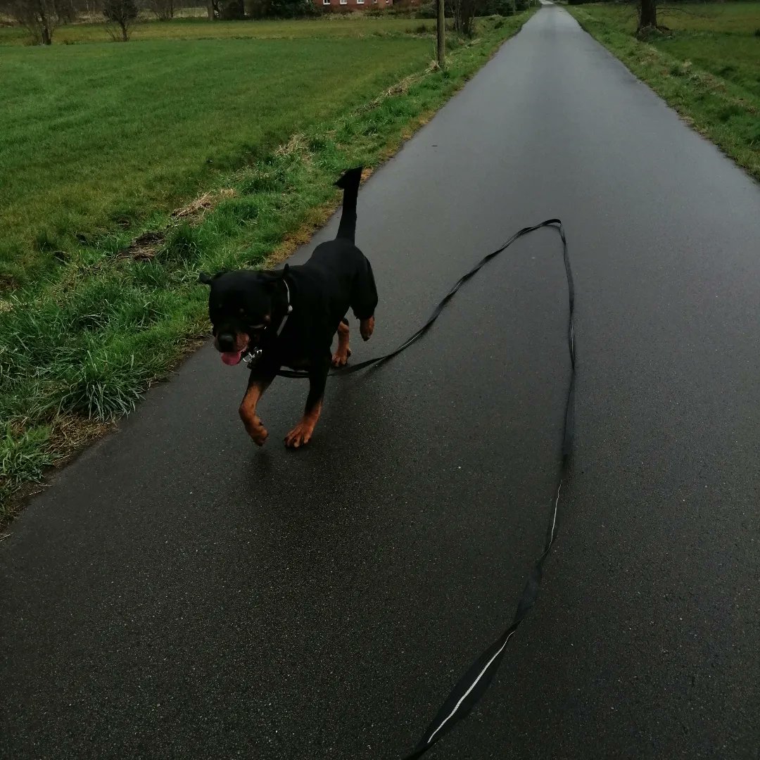 BroncoTheRottw1's tweet photo. Mit der #langlaufleine klappt es auch schon ganz gut...

Ist ja auch kein Wunder, denn obwohl ich #rottweiler typisch nen #dickschadel habe 😁 bin ich sehr lernwillig

#hundeliebe #dogslife
#DogsofTwittter #dogsitter #dogs #hundeleben #pflegehund #tierheim #hundetrainer #hunde https://t.co/yFgfs8KCMe