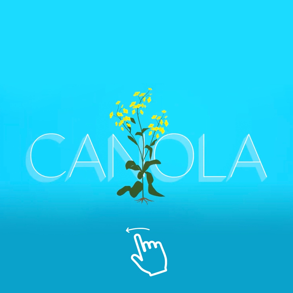 TasteCanada's tweet photo. Do you know where canola oil gets its name? It’s a combination of Canada + Oil, because, you guessed it, it’s 100% Canadian! 🇨🇦 To learn more, visit https://t.co/Dmb44gThrY. @canolaeatwell #CanadianCanola #CDNCanola #CanolaOil #tastecanada #eatlocal #canadianingredients https://t.co/VEnPk2ZFIs