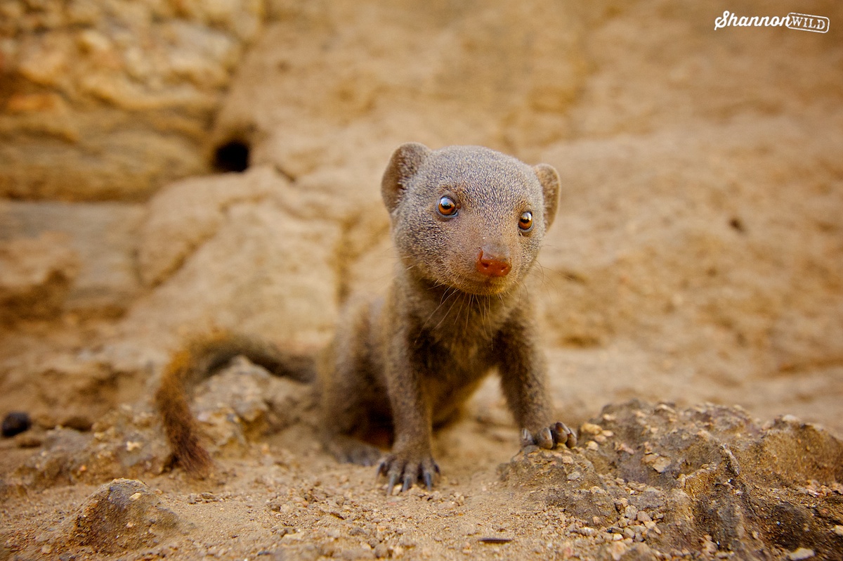 Dwarf Mongoose tweet media