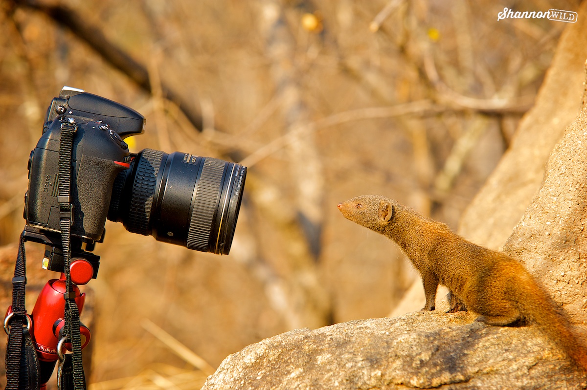 Dwarf Mongoose tweet media