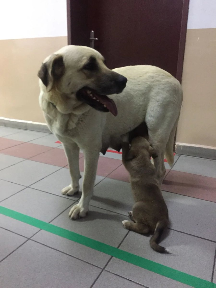 Bursa'da hastaneye getirilen yavrusunu takip eden köpek, 2 saat kapıda bekledi. 

Veteriner hekimlerin fark edip içeri aldığı köpek ile yavrusunun kavuşma anı, kameralara yansıdı.