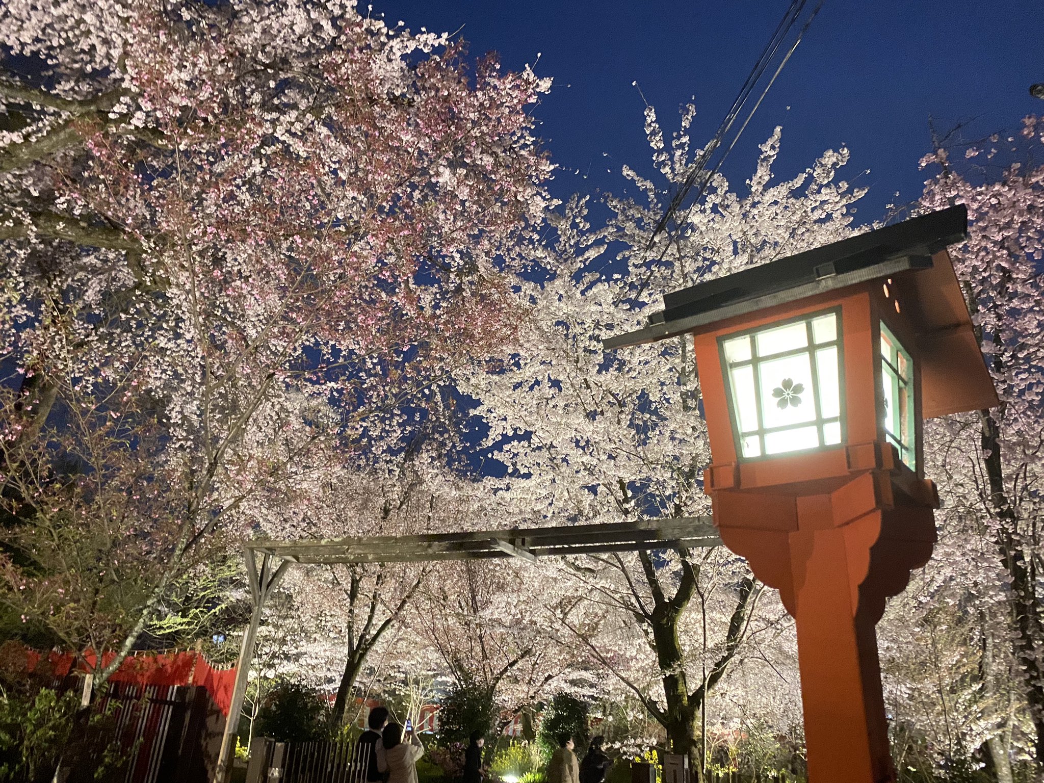 平野神社の桜 Twitter Search Twitter