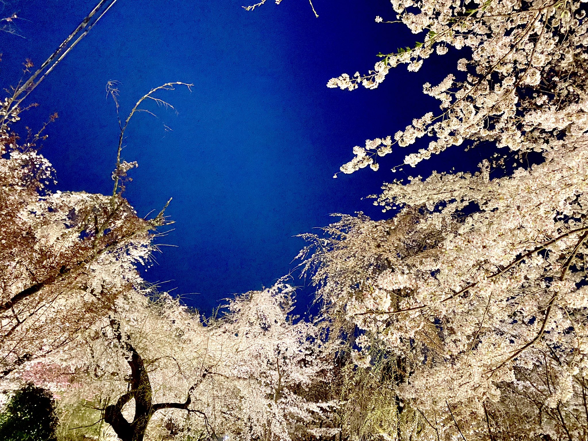 平野神社の桜 Twitter Search Twitter