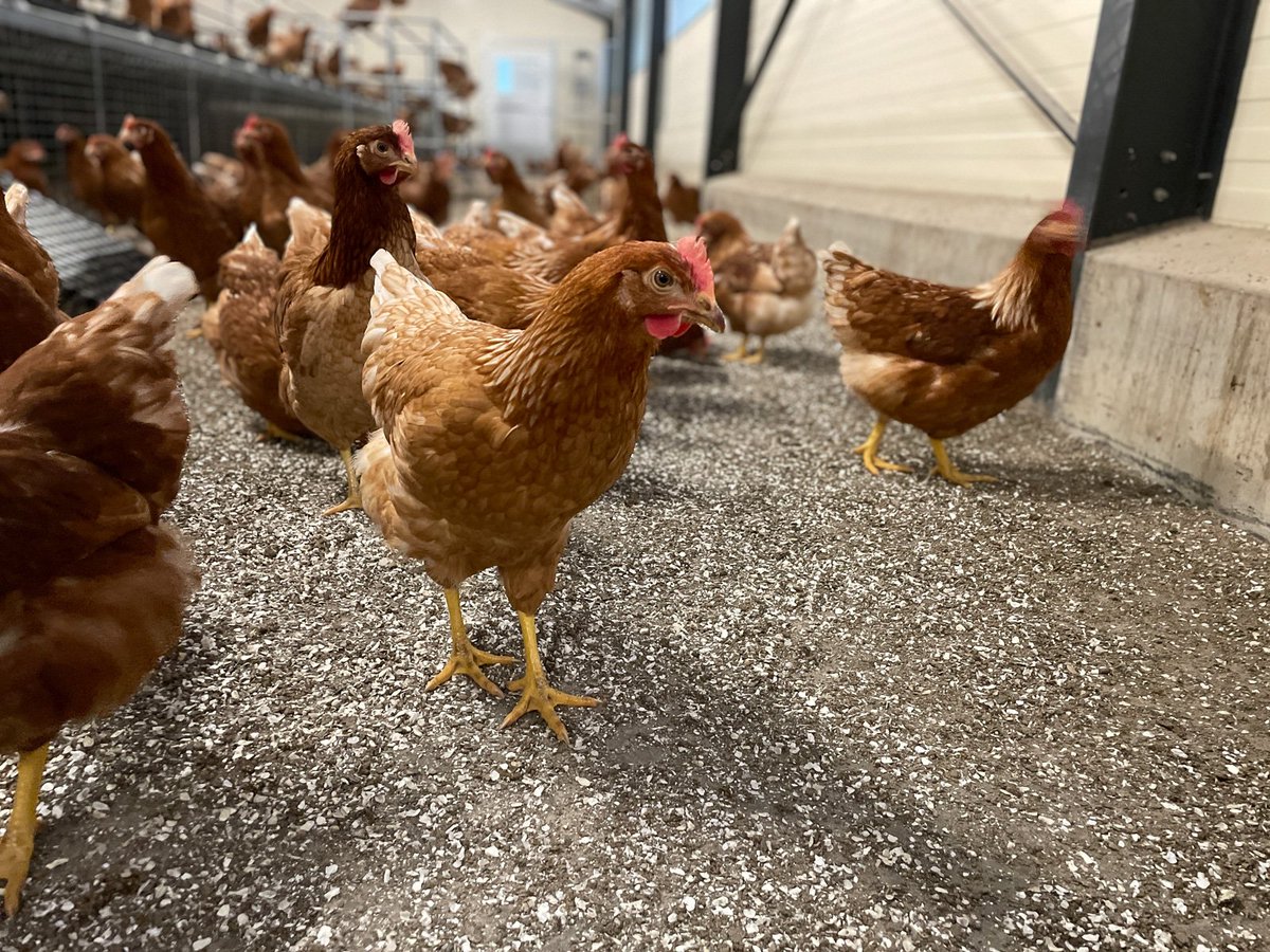 COPA-COGECA (@copacogeca) on Twitter photo #IndustrialEmissions Directive revision – European Livestock family farming set to pay a high price.
<a href="/EU_Commission/">European Commission</a> sends a discouraging message to 1000s of #livestock 👨🌾 showing profound disconnection with realities on the ground.
PR: bit.ly/3LOIme3
📸<a href="/Fragritwittos/">FranceAgritwittos♥️</a> #IndustrialEmissions Directive revision – European Livestock family farming set to pay a high price.
<a href="/EU_Commission/">European Commission</a> sends a discouraging message to 1000s of #livestock 👨🌾 showing profound disconnection with realities on the ground.
PR: bit.ly/3LOIme3
📸<a href="/Fragritwittos/">FranceAgritwittos♥️</a>