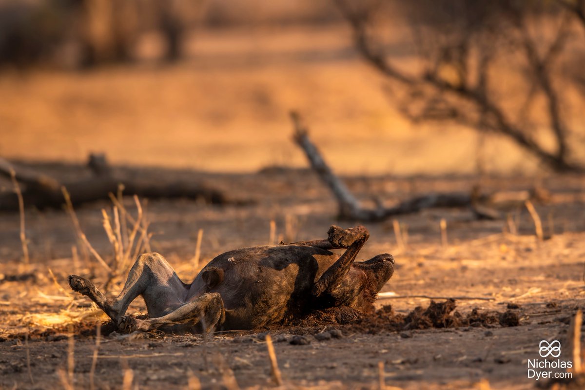 Painted wolves have been observed to roll around in other animals’ droppings. This behaviour helps to disguise their naturally musky odour that they emit from their entire bodies, meaning they can 'camouflage' more easily on a hunt!

#PaintedWolfWednesday