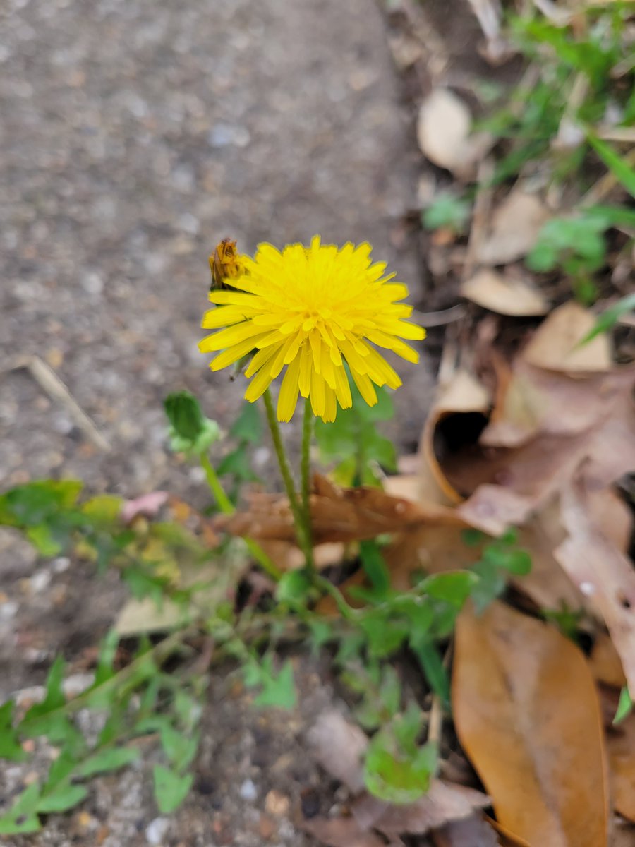 ReaperCat1222's tweet photo. @Rider2Texas This is the one I got a few days ago. Sidewalk crack as well.
I think of them as warrior flowers because they thrive in the littlest strip of dirt they can find and still look glorious. 💖🌻 #BeADandelion https://t.co/DaC5edjeHm