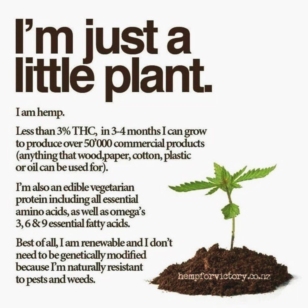 ApeironNF's tweet photo. The hemp plant is multi-talented and multifunctional😎🌱 The more we study and learn about it the more uses we’ve been able to find! 

The products we sell at Apeiron are just the beginning, come stop in either of our locations and check it out all we’ve got! 😌 https://t.co/NhHtwxRsYd