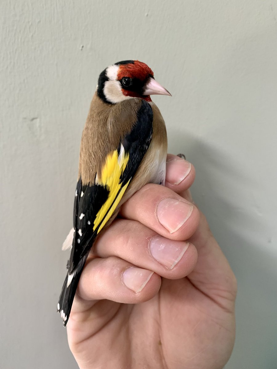Robert_K_Fisher's tweet photo. A great result opening the garden nets in the short period of nice weather ☀️ this evening. Resulted in 15 new birds ringed including two female #LongtailedTits with brood patches and a female #GreatSpottedWoodpecker. Thank you to @Phoebe_grz for your assistance. @_BTO https://t.co/rSkTHLl6xP