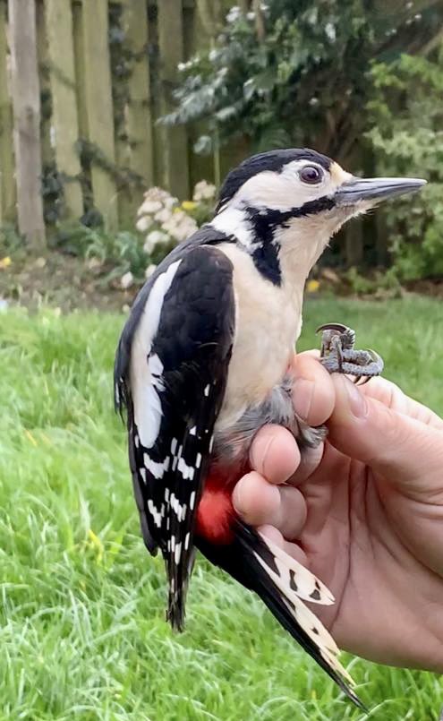 Robert_K_Fisher's tweet photo. A great result opening the garden nets in the short period of nice weather ☀️ this evening. Resulted in 15 new birds ringed including two female #LongtailedTits with brood patches and a female #GreatSpottedWoodpecker. Thank you to @Phoebe_grz for your assistance. @_BTO https://t.co/rSkTHLl6xP