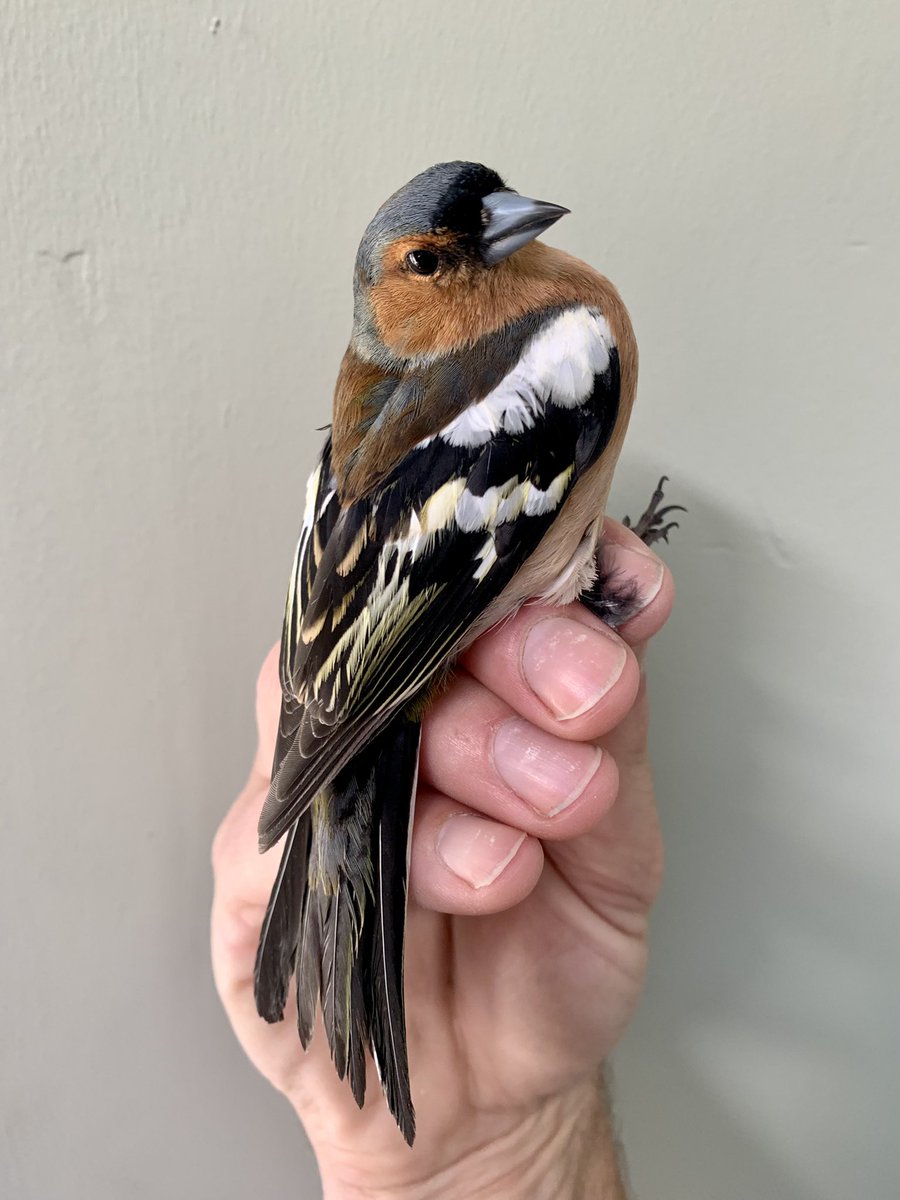Robert_K_Fisher's tweet photo. A great result opening the garden nets in the short period of nice weather ☀️ this evening. Resulted in 15 new birds ringed including two female #LongtailedTits with brood patches and a female #GreatSpottedWoodpecker. Thank you to @Phoebe_grz for your assistance. @_BTO https://t.co/rSkTHLl6xP