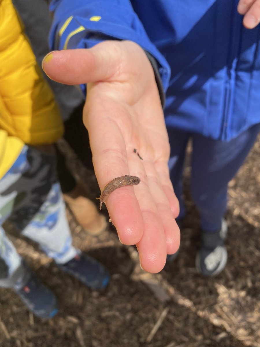 labOutdoors's tweet photo. Life abounds under the leaf litter. Happy spring! https://t.co/hD1CC0JSph