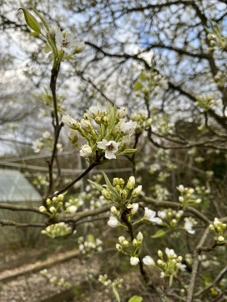 SuffolkTrees's tweet image. @Fruit_Watch ya pear opening #TreeWardens