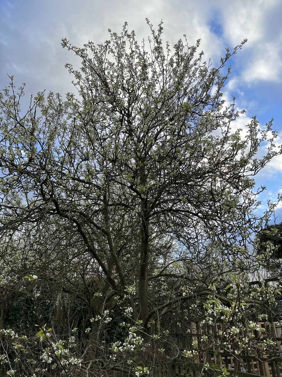 SuffolkTrees's tweet image. @Fruit_Watch ya pear opening #TreeWardens