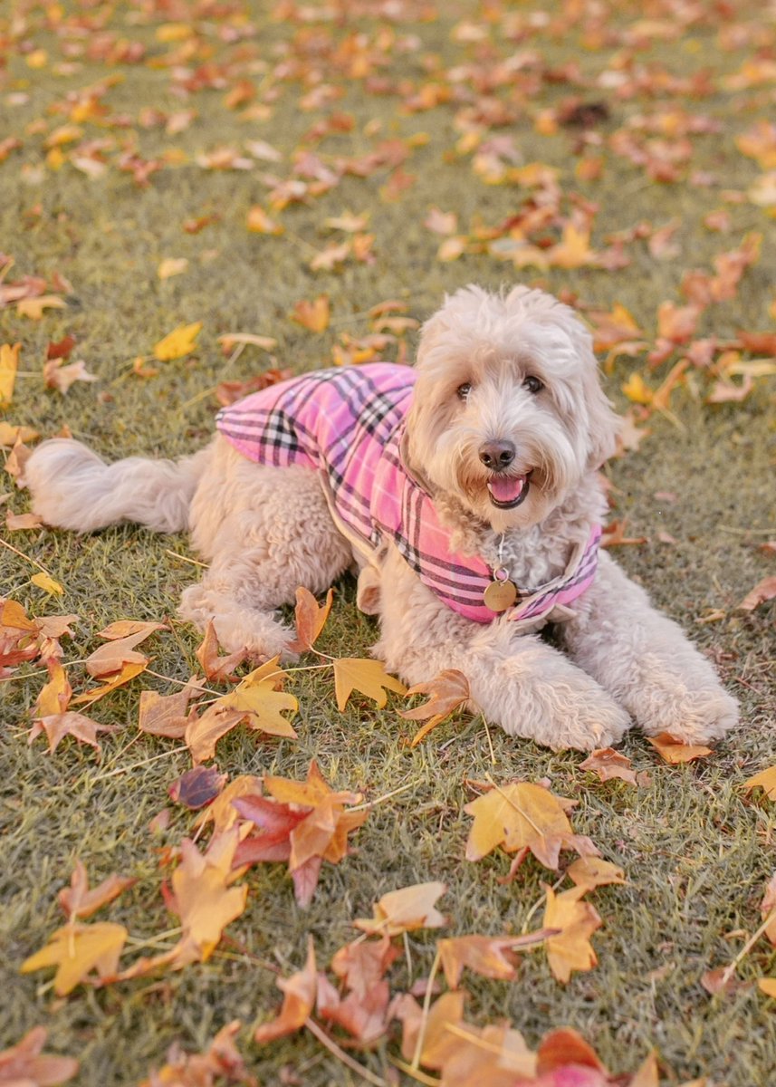 miladood's tweet photo. What do you guys think about my new coat? #dogsoftwitter #springfashion https://t.co/9YuN3Fb1KG