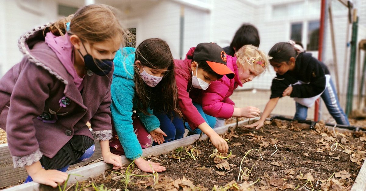 LexMontessori's tweet photo. Lower Elementary children helped clear mulch off our garden beds and then planted arugula! Spring is here!!! #IAmLMS #Spring #Montessori #ShowMeDontTellMe #LowerElementary #gardening #garden #raisedbedsgarden #Arugula https://t.co/1q2hX34LqF