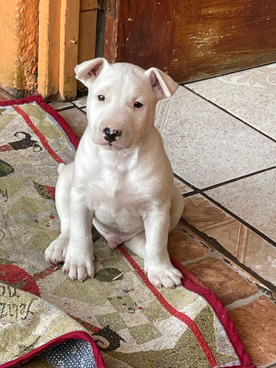 car_hidalgo's tweet image. Cómo algún ser humano puedo dejar esta belleza de carita ❤️ en un basurero? Ayúdenme q encontrarle un hogar con amor, está en Cartago, y me pueden contactar para más detalles! 💔