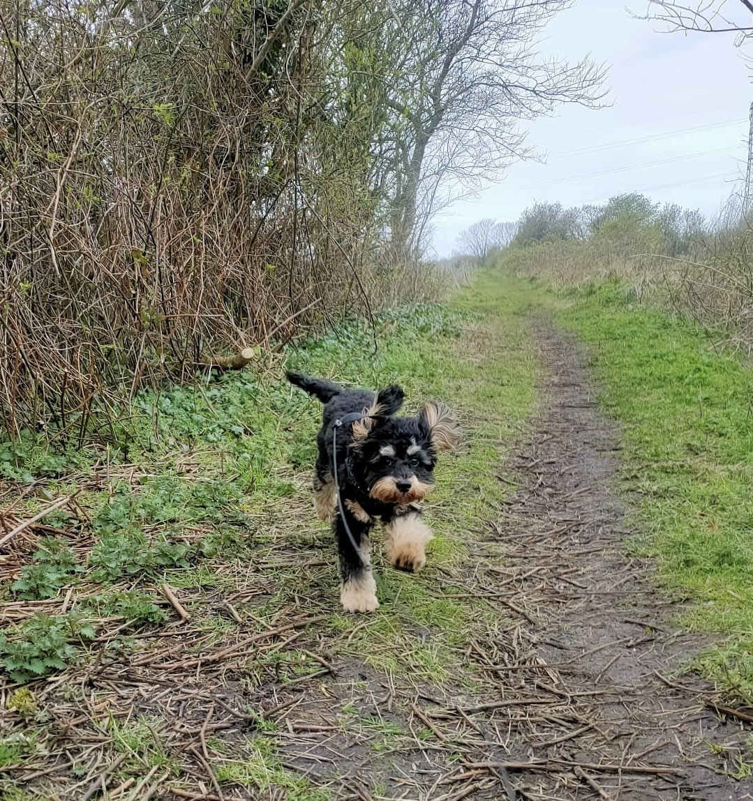 claireburrows07's tweet photo. When you’re having a pretty crappy week at work but then the Dog Walker sends you these pictures… 🥰 #ArchieTheCavapoo #PuppySpam #HappyChappy #MyLittleRayOfSunshine https://t.co/ohSFT0V5Hz