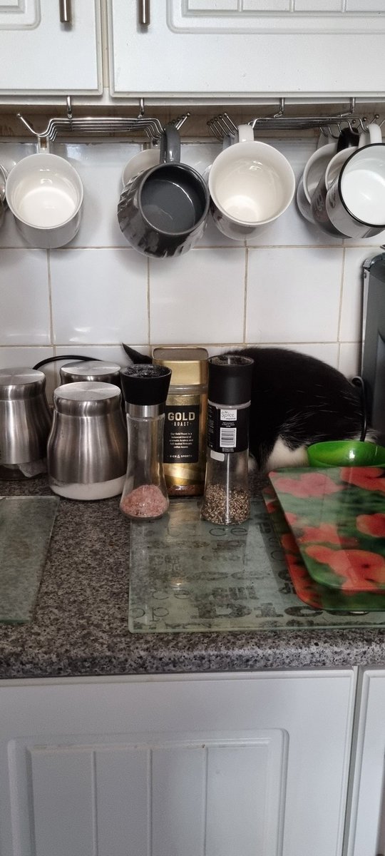 grannygrumps70's tweet photo. @LynnParsonsUK some workmen came to my house today and my cat Bill doesn't like strangers so he decided to hide behind the coffee https://t.co/S5OwkFJVG2