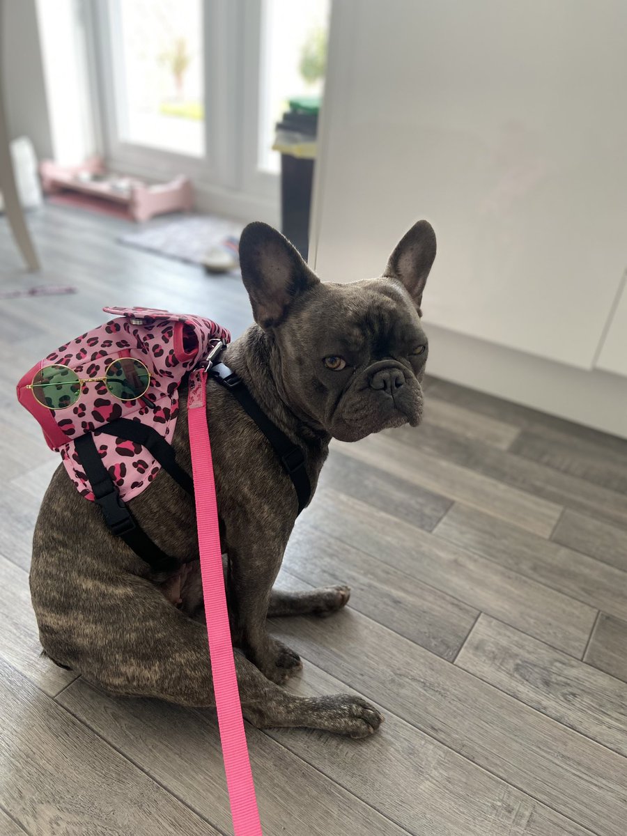 HeyBert_co's tweet photo. Seriously mum… you want me to carry my own 💩?!

Our Poochie backpacks are currently  in stock! 

LINK IN BIO

#DogsBehavingVeryBadly  #dogsoftwitter  #frenchbulldog https://t.co/uoNF51Sgo7