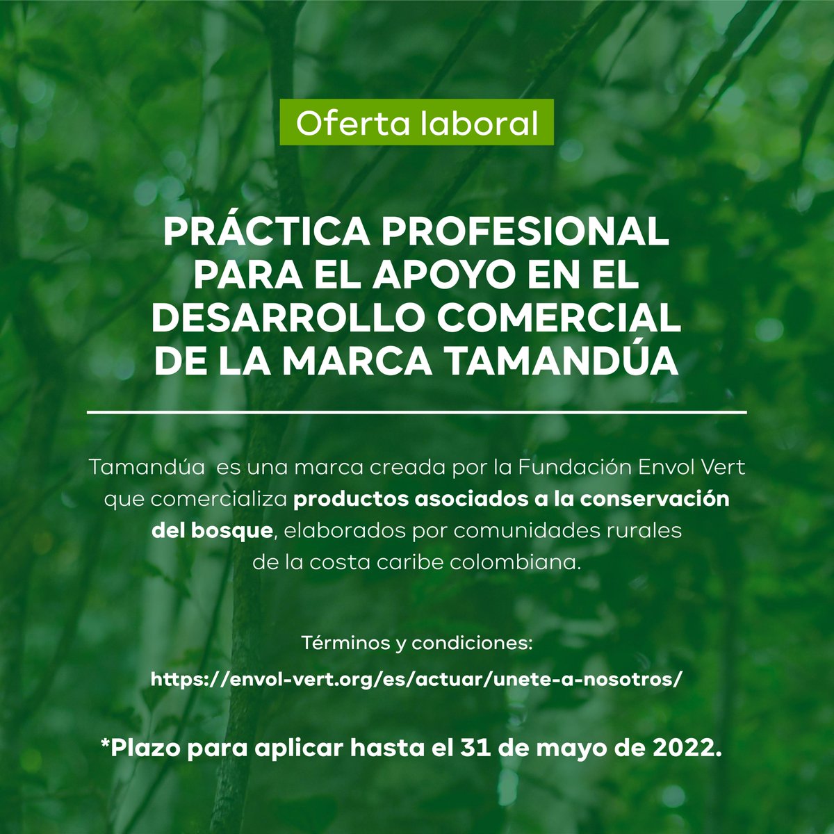 EnvolVertLatino's tweet image. 𝗧𝗿𝗮𝗯𝗮𝗷𝗮 𝗰𝗼𝗻 𝗘𝗻𝘃𝗼𝗹 𝗩𝗲𝗿𝘁 𝗖𝗼𝗹𝗼𝗺𝗯𝗶𝗮 🌳💚

En la actualidad tenemos dos vacantes disponibles:

1. Se busca practicante para el desarrollo comercial de la marca Tamandúa. Términos y condiciones: bit.ly/3jeIPK0

#EnvolVert #TrabajoSíHay