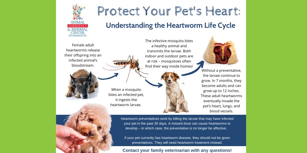 #NationalHeartwormAwarenessMonth Both indoor & outdoor #pets are at risk of being bit by a mosquito – which is how #heartwormdisease spreads. If your pet isn't protected against heartworm disease, set up an appt. with your vet!
Learn more: aercmn.com/heartworm-prev…