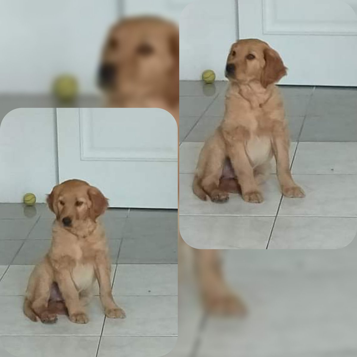 YolandaC4's tweet photo. #Goiz en #adopción responsable https://t.co/AoFVLyYCog
