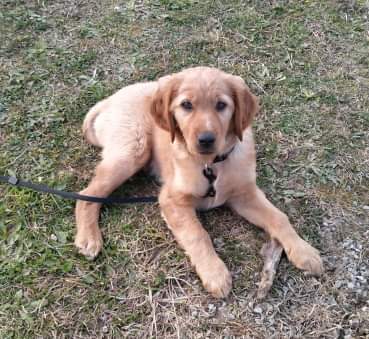 YolandaC4's tweet photo. #Goiz en #adopción responsable https://t.co/AoFVLyYCog
