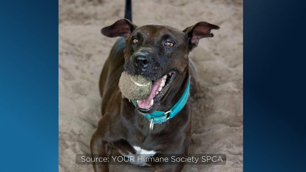 WFTV's tweet photo. Dog in shelter for 1,350 days seeks home with large yard, lots of tennis balls | READ: https://t.co/LPs2pAicFf https://t.co/s13CsE4bmM