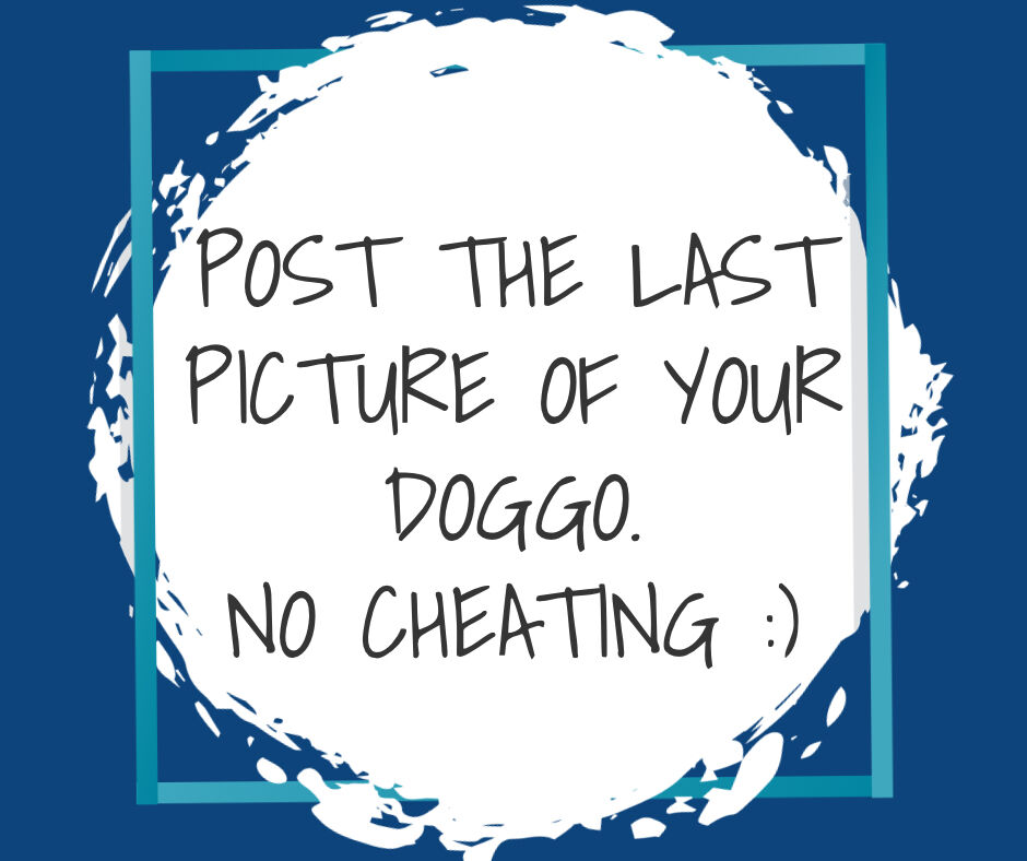 Precious Doggo tweet media