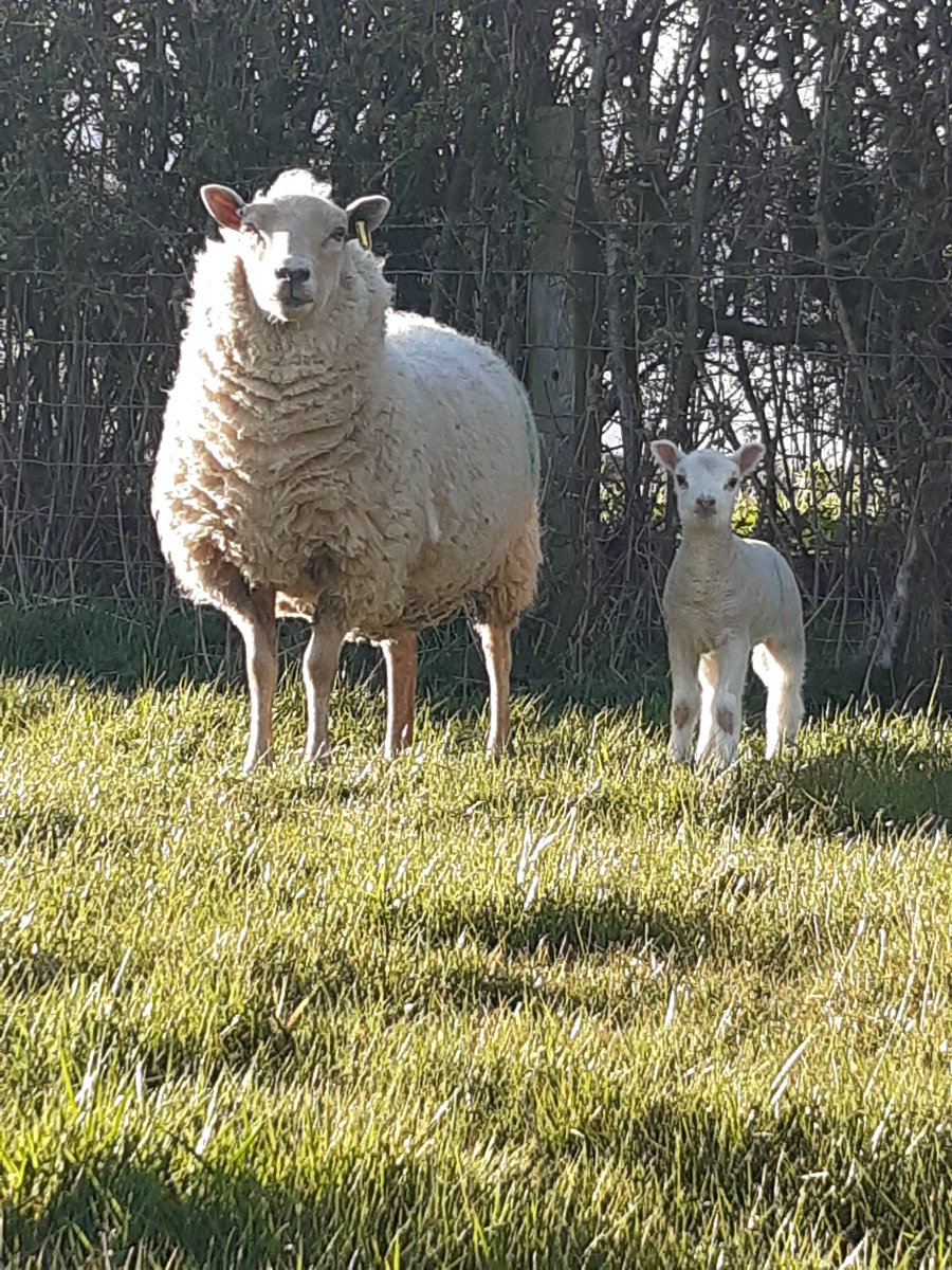 GGoatling's tweet photo. Smart Charmoise x lamb growing like a weed. Really pleased with the Charmoise so far. Lambs born lively and vocal. #CharmoiseSheep @CharmoiseLloyd https://t.co/UAUsahK2DW