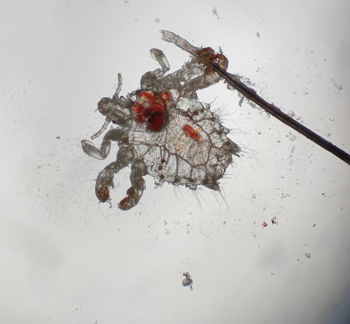 Dermnemonics tweet media