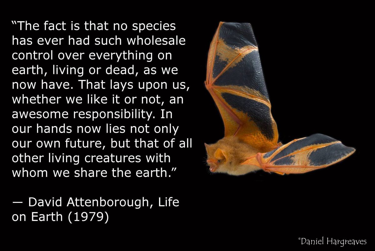 Bats account for more than a quarter of mammal species in the UK and around 20% of all mammal species worldwide. They play an important role in many ecosystems. From eating insects to helping with reforestation bats.org.uk/about-bats/why… #COP15 #ForNature #UnitedforBiodiversity