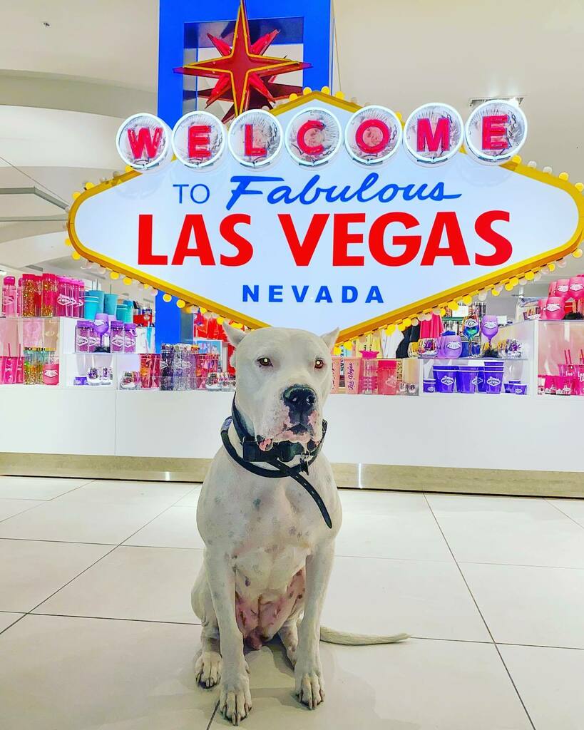 dogoasawa's tweet photo. She loves living in vegas, as do I!! We love to get outdoors and explore while I still love living in a city! Where do you live with your pups?
.
.
.
.
.
#dogoargentinolove #dogoargentino #dogoargentinogram #dogoargentinoworld #dogoargentinousa #dogoarge… https://t.co/sFCa5nsOz2 https://t.co/QDTOiIszTk