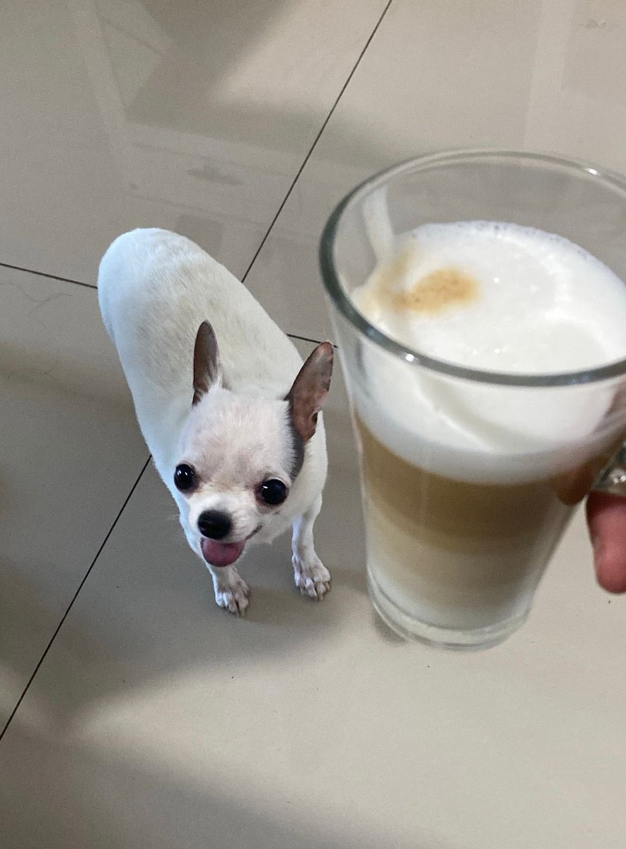 leodopeewee's tweet photo. A felicidade de quem tá prestes a tomar um cafezin @dolcegustobr  
.
.
.
#publi https://t.co/wszV9UWJ1M