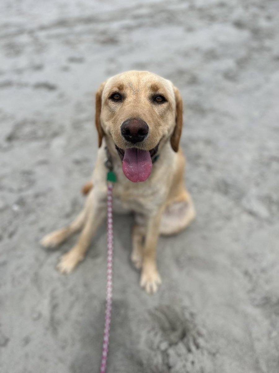 KristinTravis18's tweet photo. Somebody loved the beach! https://t.co/95vdSeUIIL