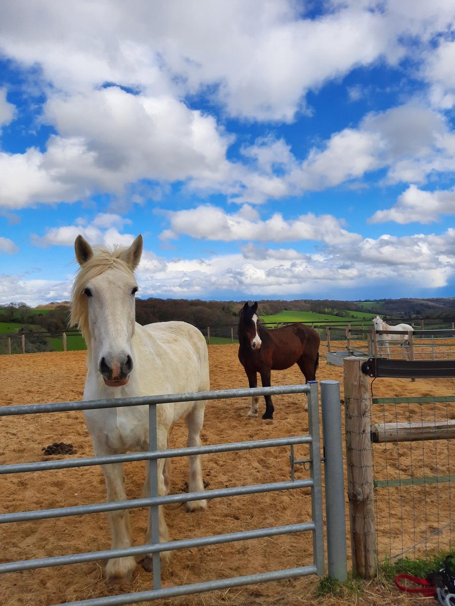 TVP_Wycombe's tweet photo. #PrincesRisboroughNHPT have been learning about basic horse handling &amp; welfare assessment at #TheHorseTrust Speen.
Many thanks to the Team, the gorgeous (but scary) ex TVP horses Samson &amp; Alf and rescue ponies Star &amp; Rocky.
#P6027 #C7271 #C9625 #T3965 
#stillscaredofhorses https://t.co/g4SZrxdFSX