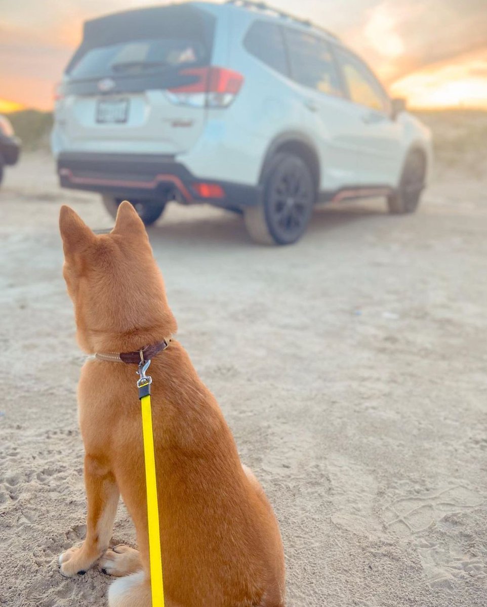 GillmanSubaruN's tweet photo. Just a dog & his #Subaru. 🐕 🐾
📸 @shiba.rounin
#SubaruDogs #Adventure #Outdoors #SubaruNation #SubaruAdventures https://t.co/apZZUGBwuH